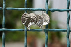 Dainty Bellflower Leaf Earrings, Real Plant Dangles (Silver & Gold)