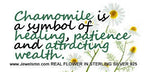 Real Chamomile Flower Bracelet: Sterling Silver Adjustable Cuff