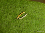 Twig Earrings: Minimalist Nature Jewelry (Recycled Silver Studs)