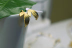 Gold Plated recycled Brass Rose Leaf Hoop Earrings - Delicate Vein Detail