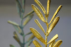 Olive Branch Sculpture: Handcrafted Brass - Wedding or Home Decor
