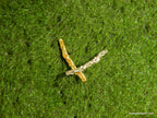 Sterling Silver Stud Earrings: Minimalist Cypress Twig - Unisex