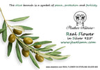 Olive Branch Earrings: Sterling Silver Dangle with Nature Design