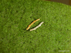 Sterling Silver Stud Earrings: Minimalist Cypress Twig - Unisex