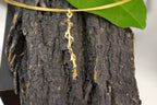 Nature Lover's Necklace, Acacia Twig, Multi-Strand (Gold & Black Silver)
