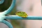 Nature Inspired Sterling Silver Ring, Mussel Shell, Green Murano Glass (Women’s)