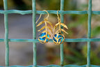 Real Araucaria Leaf Earrings, Handmade Nature Jewelry with Blue Murano, Organic Forest Dangles, Gift for Protection, Sterling Silver 925
