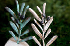 Decorative Olive Tree with Leaves Statue, Handmade Nature-Inspired Centerpiece with Symbolic Meaning, Silver or Oxidized Brass